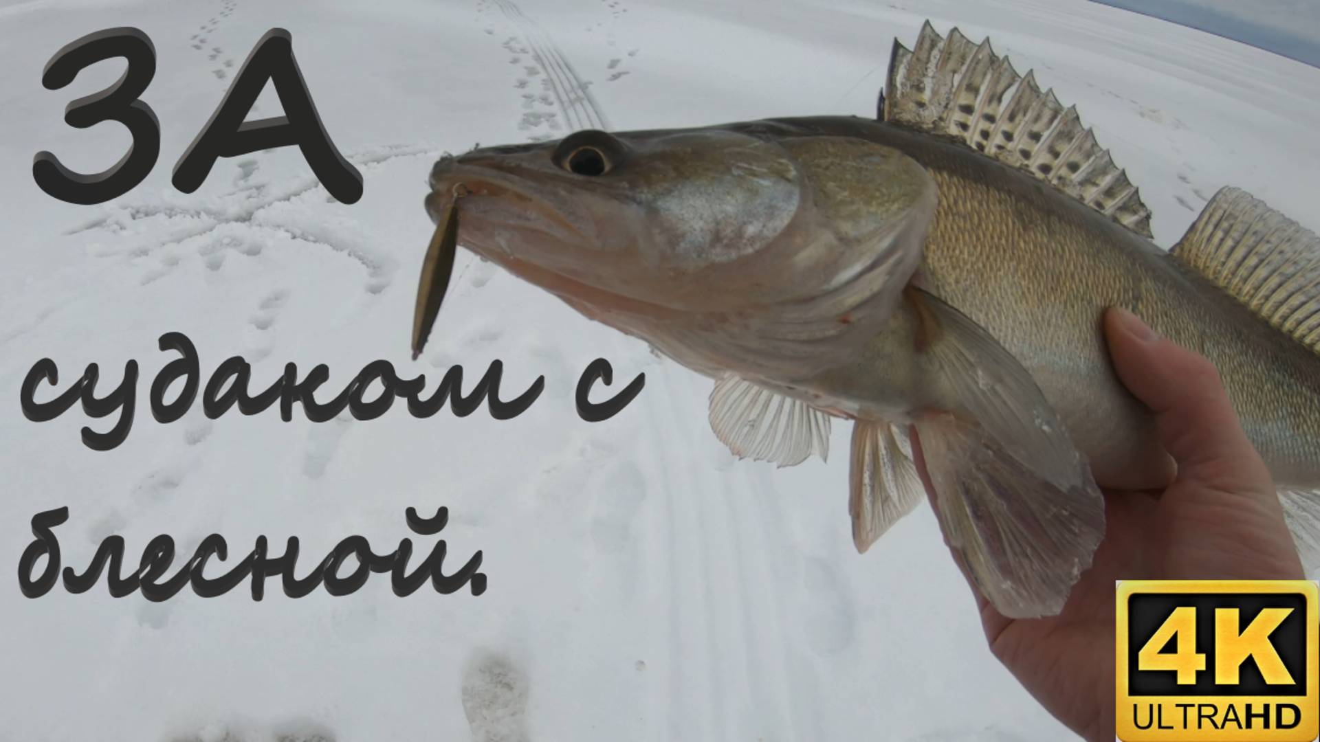 Ловля судака зимой. Зимняя блесна "Алексеевка" 70 мм. смотреть онлайн