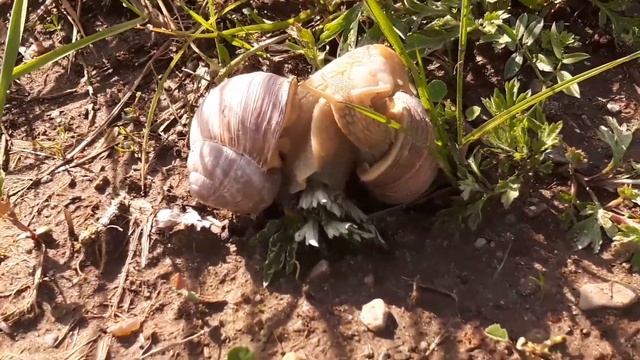 Weinbergschnecken bei der Paarung im Fischerdorf Rostock 😊 смотреть онлайн