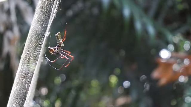 Nephila pilipes (28Feb2015j ~ more Mounting & Mating) смотреть онлайн