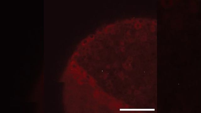 Fluorescent visualization of blastomeres during the sphere stage of embryonic development смотреть онлайн