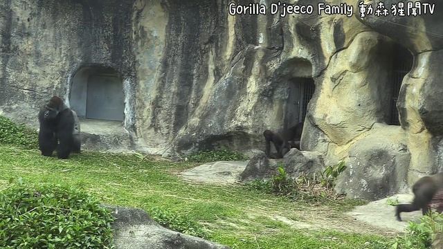 ASMR|D'jeeco Family|Gorilla|Taipei zoo|Jabali is 1y161days old, Ringo is 316days old.20220410-24 смотреть онлайн