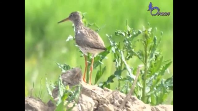 Фотоохота на пернатых от жителей Кингисеппа. Красивые виды и птицы. Ореол смотреть онлайн