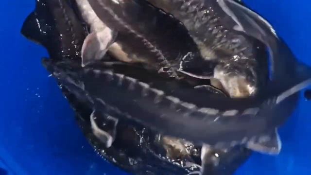 Испытай настоящий адреналин - Рыбалка на белугу и осетра смотреть онлайн