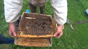 Продажа пчелопакетов. От Пакета до Семьи!