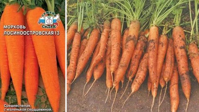 Лучшие сорта моркови смотреть онлайн