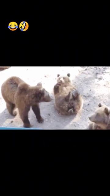 😂🤣 ЗАБАВНЫЙ КОСОЛАПЫЙ #shorts #приколы #юмор #смех #животные #медведь #shorts смотреть онлайн