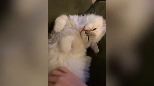 Adorable Kitty Cats talking | Cats Speaking English | Talkative Cats смотреть онлайн