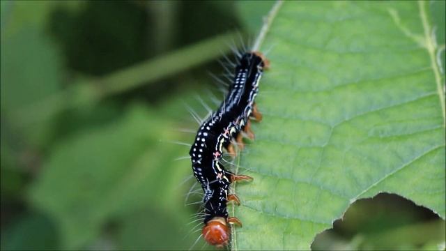 🐛 Гусеницы совки аркте голубая (лат. Arcte coerula) / Ramie Moth / フクラスズメ смотреть онлайн