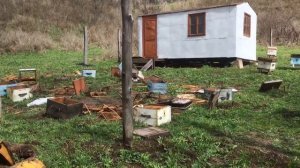 Медведь напал на пасеку