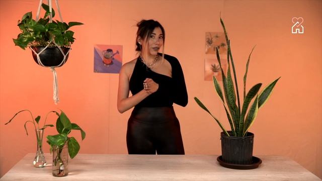 ¿Para qué sirve la planta lengua de suegra? Beneficios y cuidados | PLANTÍVORAS смотреть онлайн