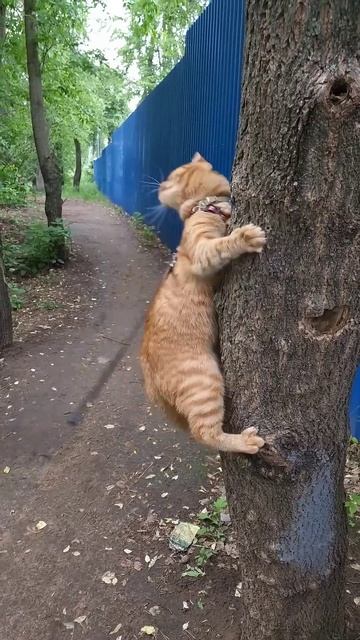 ❤️Кот Артём❤️ смотреть онлайн