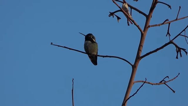 Costa's Hummingbird, Birds of Arizona, USA смотреть онлайн