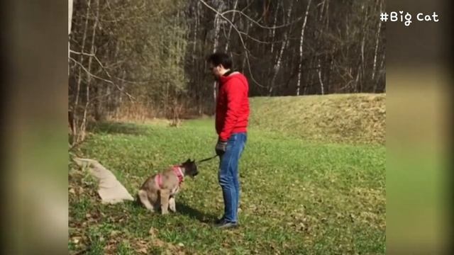 Puma Irma Takes A Walk With Family : Cougar