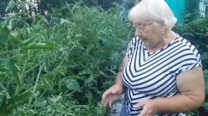 Помидоры в мешках.