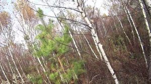 Охота на вальдшнепа с легавыми 2024