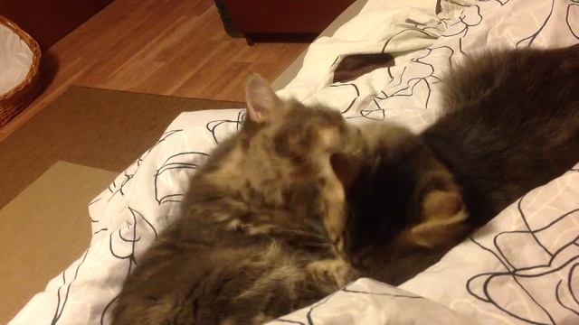 Моем-моем трубочиста смотреть онлайн