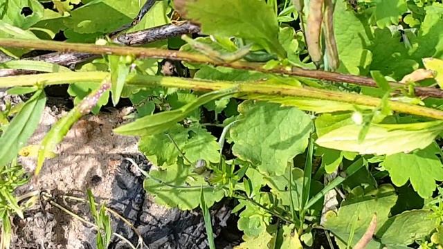 Lasius Niger - лёт 24 июля 2016 (2) смотреть онлайн