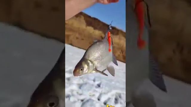 В Подмосковье водятся лещи смотреть онлайн