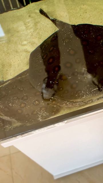 My Potamotrygon Motoro смотреть онлайн