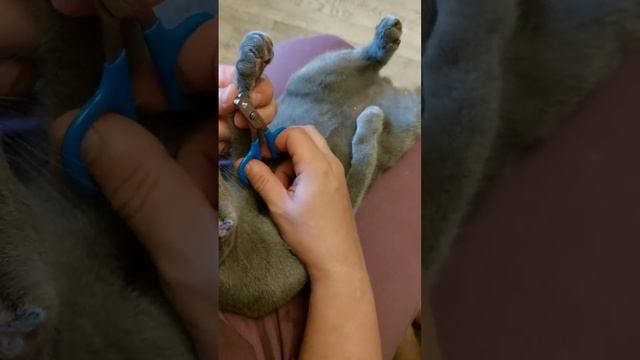 как подстричь коготки коту смотреть онлайн