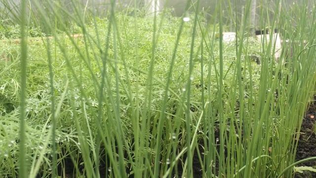 Что растет в теплице. смотреть онлайн