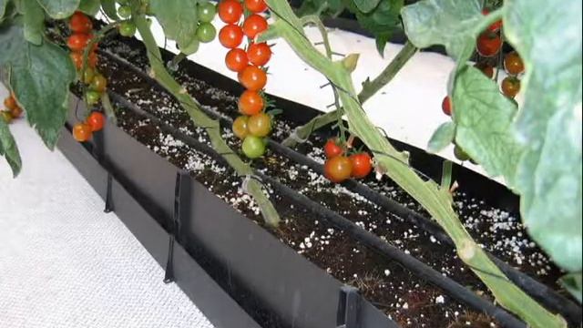 Выращивание овощей смотреть онлайн