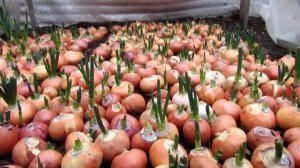 Как я выращиваю лук на зелень!