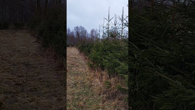 Живая изгородь из ели