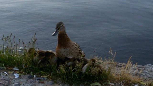 Утята вокруг утки