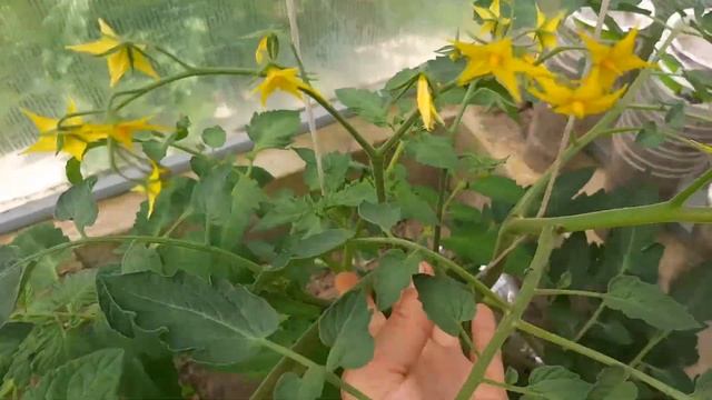 Томаты в теплице 11 июня 2021 смотреть онлайн