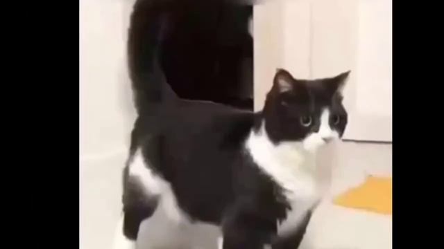 1 ЧАС Кот танцует | cat dancing | тунь тунь тунь тунь плюх | tun tun tun 1 HOUR смотреть онлайн