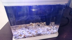 Аквариум 3 литра Barbus, запуск и заселение