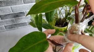 Размножение филодендрона. Самый простой способ.