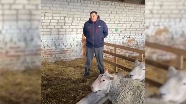 Шароле бараны в России, отзыв клиента! Разведение овец, как бизнес! Где купить овец в России и СНГ? смотреть онлайн