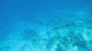 Барракуда.Красное море. Шарм-эш-Шейх. Шаркс-Бей. 2024