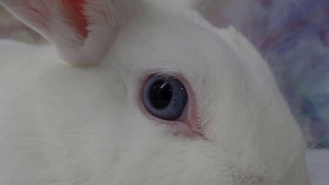 Как определить возраст кролика смотреть онлайн