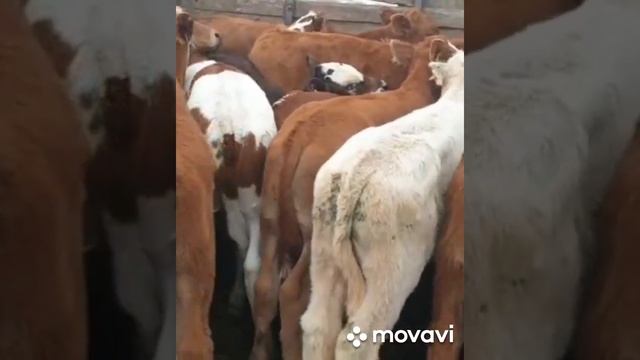 #Сментал телки # 50 = ГАЛОВ ЦЕНА 45 Т ×С ПАКЕТАМИ смотреть онлайн