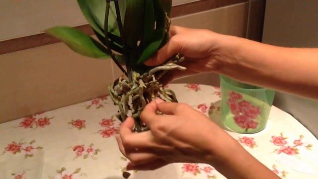 Пересадка орхидеи после покупки смотреть онлайн