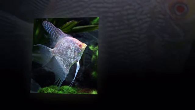 Cкалярии. Аквариумные рыбы. Angelfish. Aquarium fish. смотреть онлайн