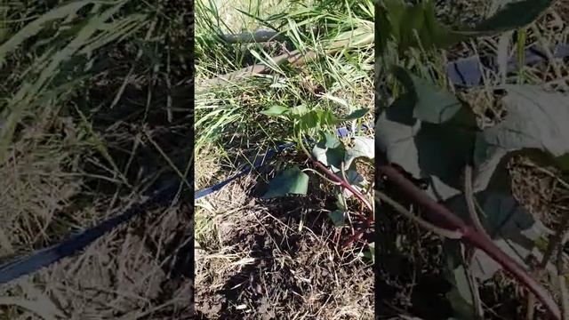 2019г. батат -посадка в гряду смотреть онлайн