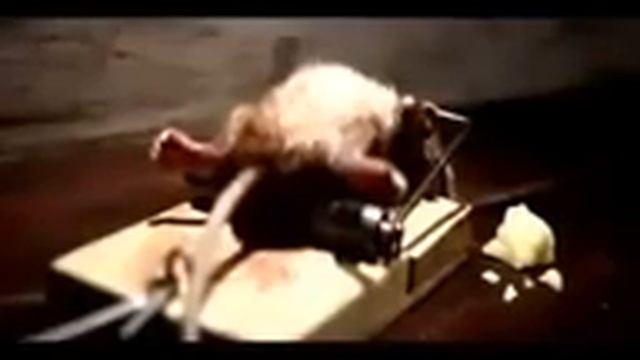 реклама про сыр смотреть онлайн