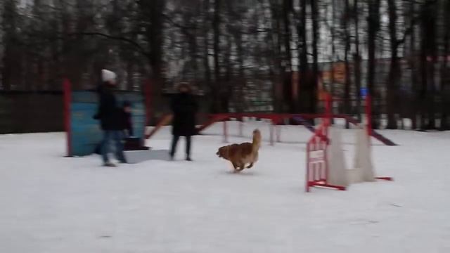 Толлер Мэгги, флайбол смотреть онлайн