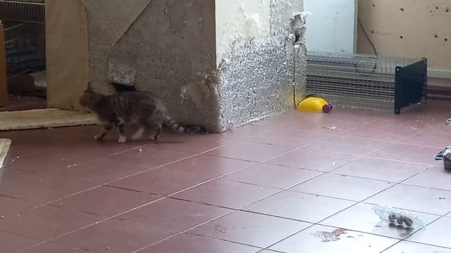 Ночке 2/5 доксициклина смотреть онлайн