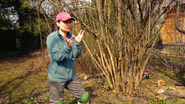 Обрезка чубушника смотреть онлайн