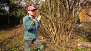 Обрезка чубушника