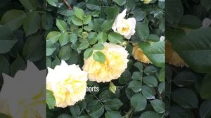 Роза Nadia Meillandecor. Meilland Франция, 2008