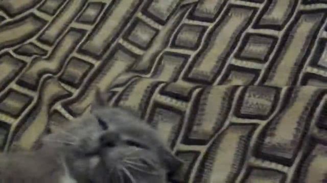 Вот за это не люблю котов подошел к ниму, а он... смотреть онлайн