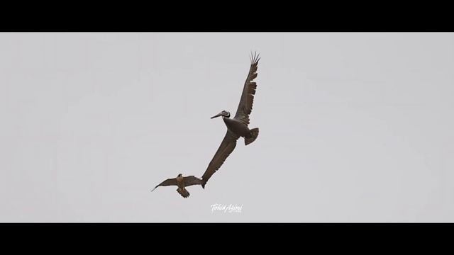 Falcon vs Pelican смотреть онлайн