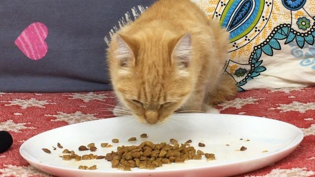 Aliska cat make choice wet food or dry food for cats asmr My cat ASMR 🐱 192 смотреть онлайн