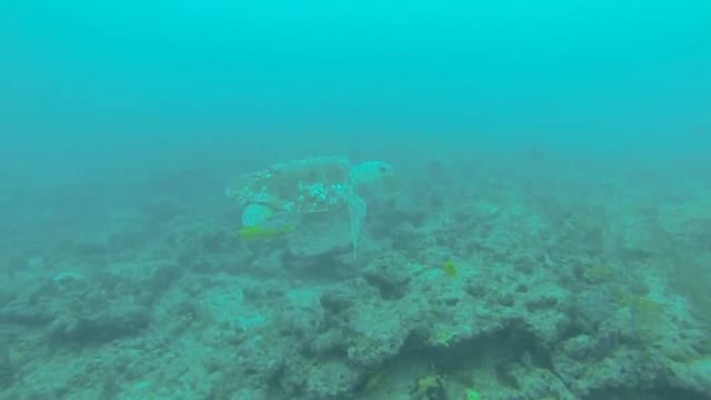 7/20/13 Prism 2 Rebreather Diving - Silent Diver смотреть онлайн